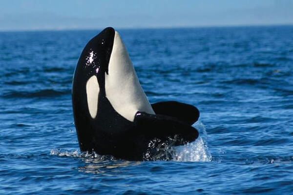 Vancouver Whale Watching